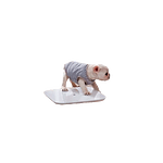 Xiaomi Mi Smart Scale 2 Bluetooth  Báscula