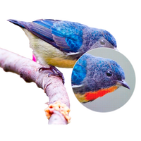 Anker Nebula Capsule II 720p HD  Proyector